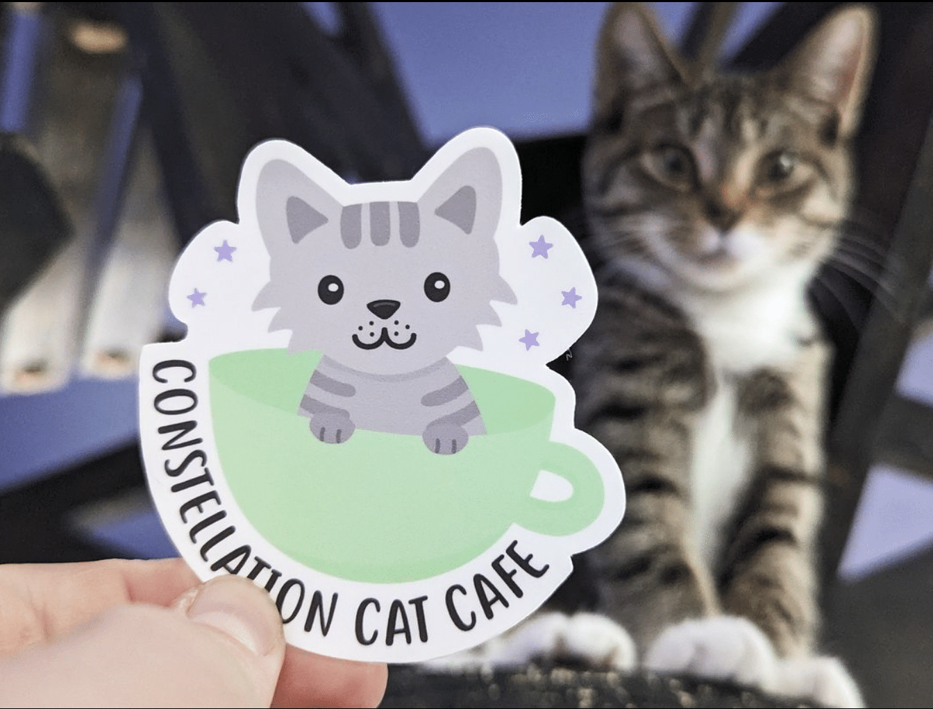 Constellation Cat Cafe, a purrfect destination in the Lansing Region